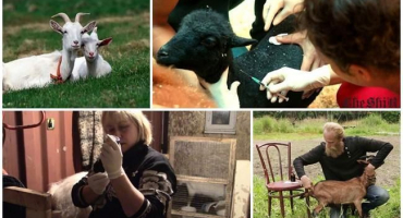 Jak správně vstříknout kozu vlastníma rukama a schéma podávání léků